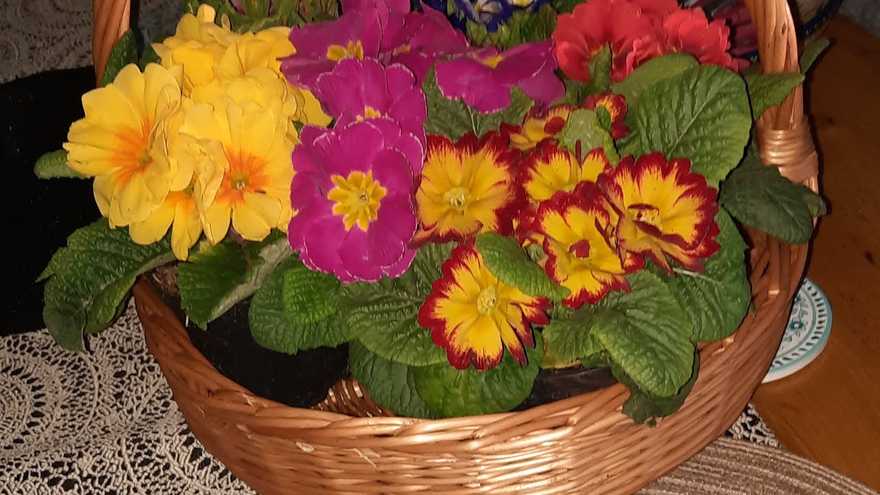 Ożywiamy kanał 48 500 Subskrybent&oacute;w!