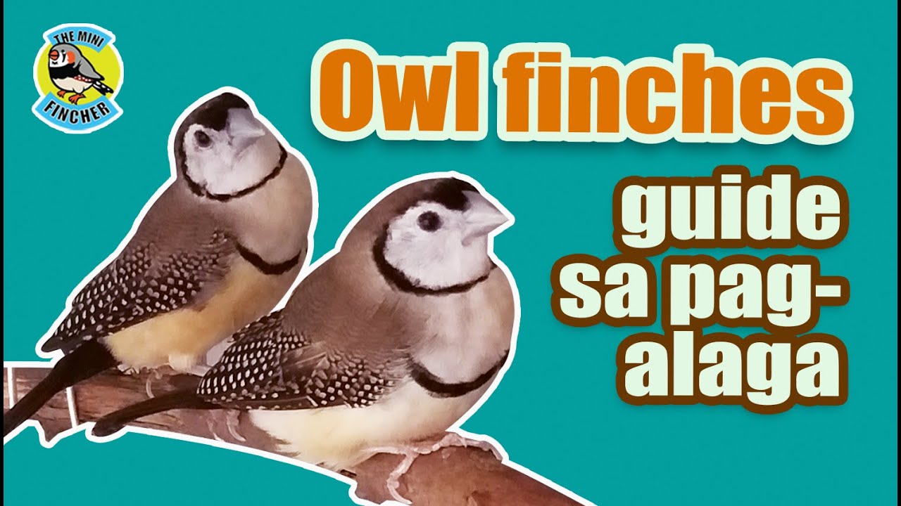 Ep.27: A guide to Owl finches