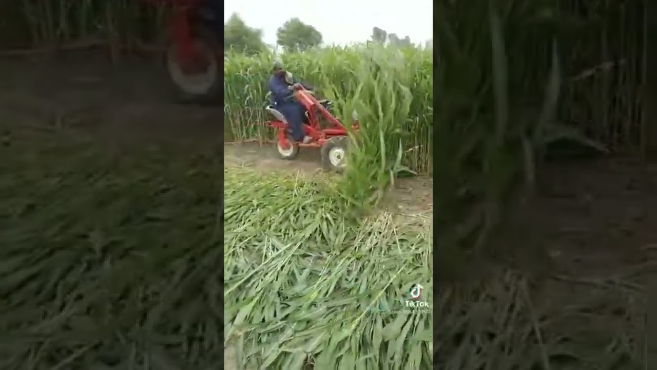 m&aacute;quina boa pra cortar o brs capim asu