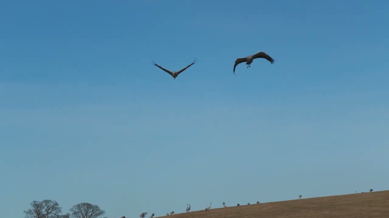 2025 2 3  04  Hornborgasjön  4K