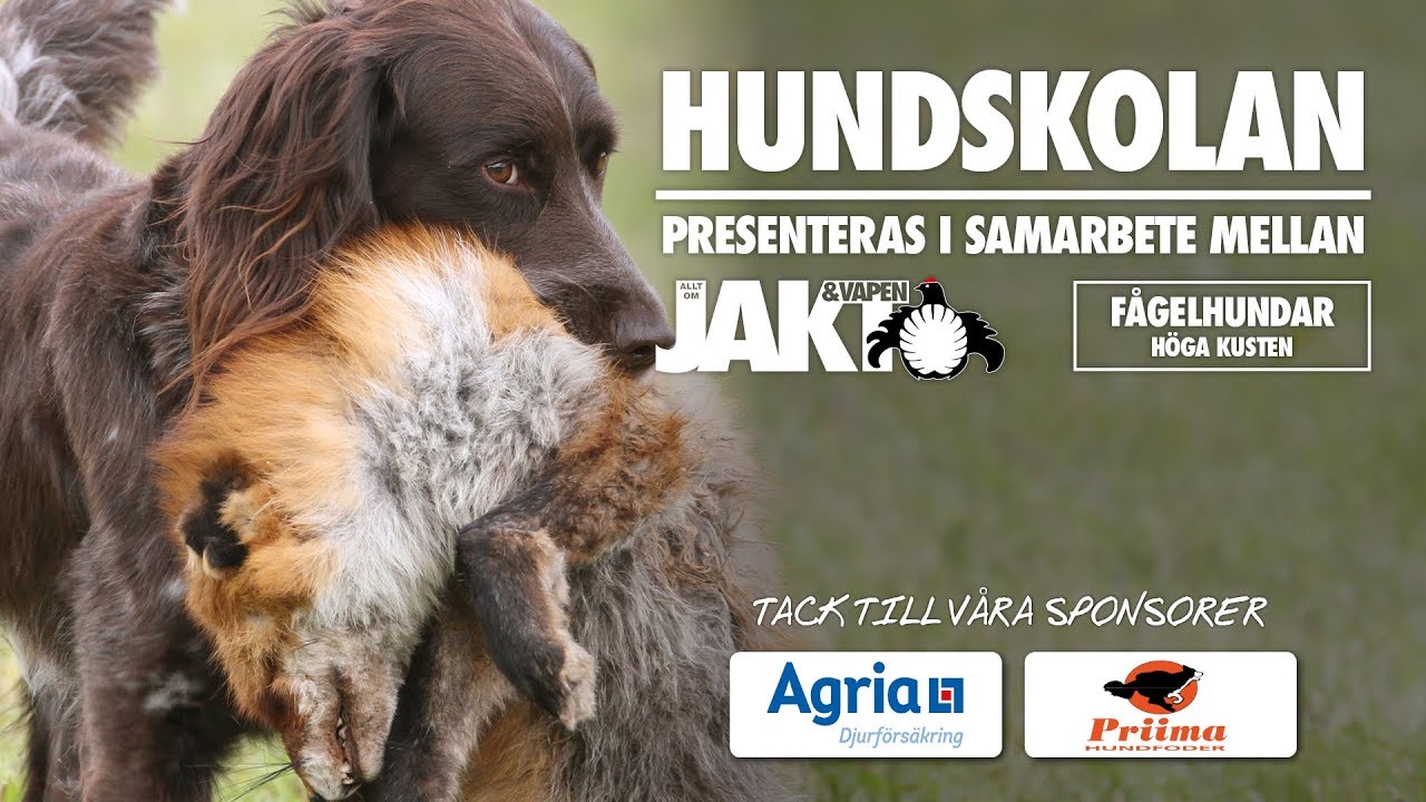 Hundskolan: Apportering - börja med den unga hunden