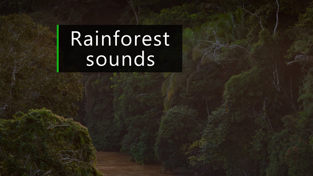 Dusk by the river in the Amazon rainforest - Jungle sounds