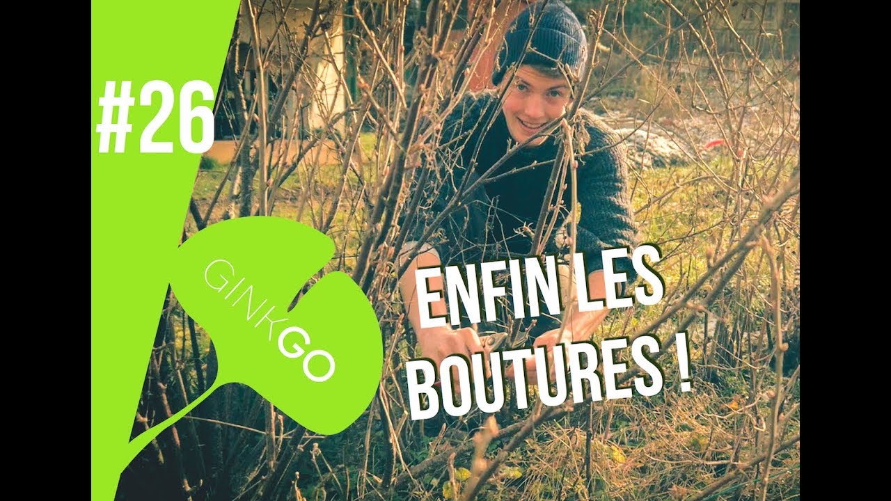 Potager bio : Il est temps de faire quelques boutures !