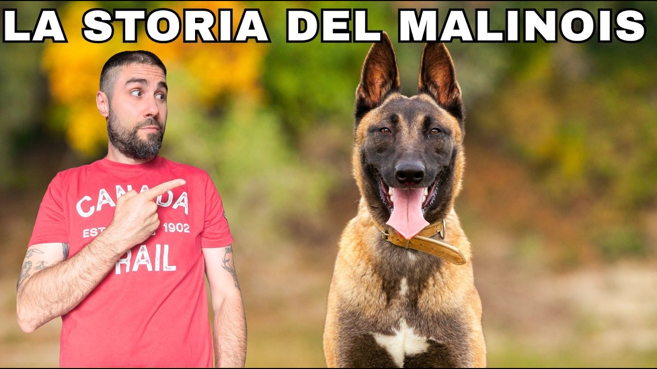 Il MALINOIS: La Storia e Le Caratteristiche del Cane più Versatile al Mondo