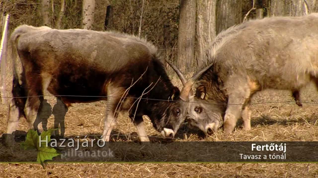 Hazajáró pillanatok - Fertőtáj