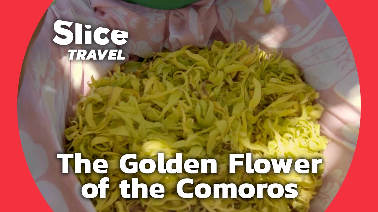 Scent of the Comoros: Ylang Ylang Harvesting by Anjouan Women | SLICE TRAVEL
