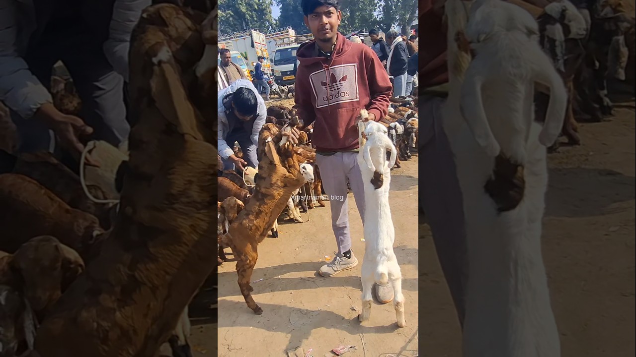बेहतरीन quality सस्ते दामों में Sirohi & Gujari kids Hardoi Bakra Mandi #shorts