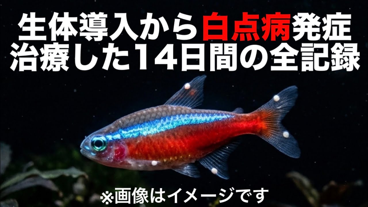 【悲報→朗報】カージナル導入で白点病蔓延。過密水槽の限界から生還した話