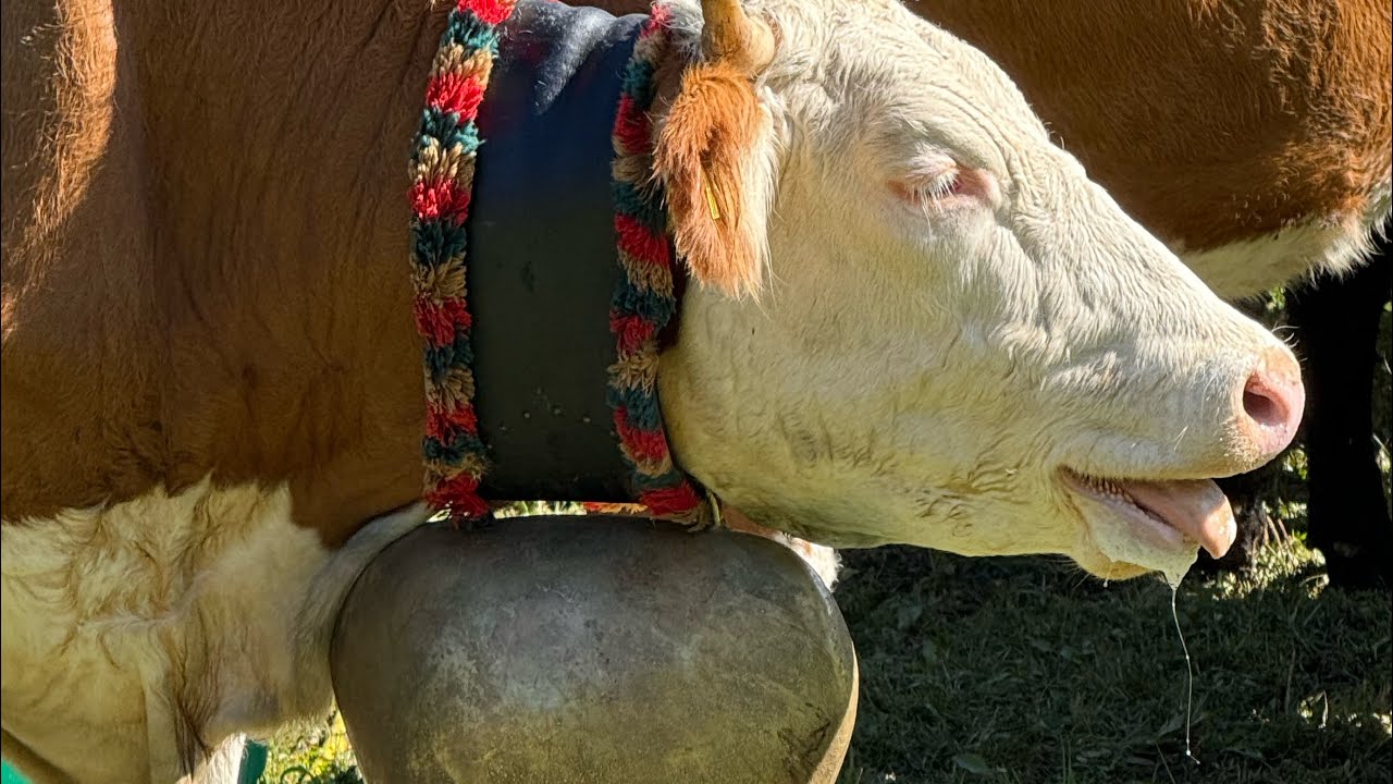 Hells Bells - Schellen statt Bellen