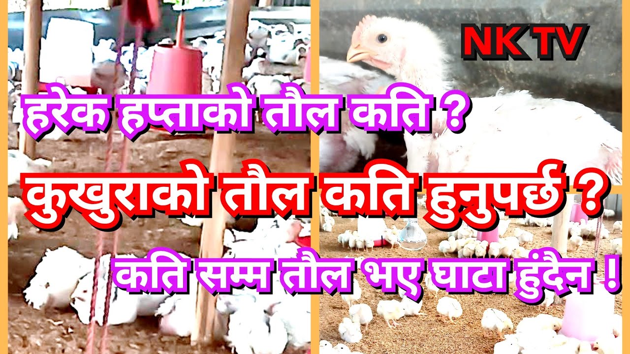 कति दिनमा कुखुराको तौल कति हुनुपर्छ // बोइलर कुखुराको तौल कसरी बढ्नु पर्छ// Weight of boiler chicken