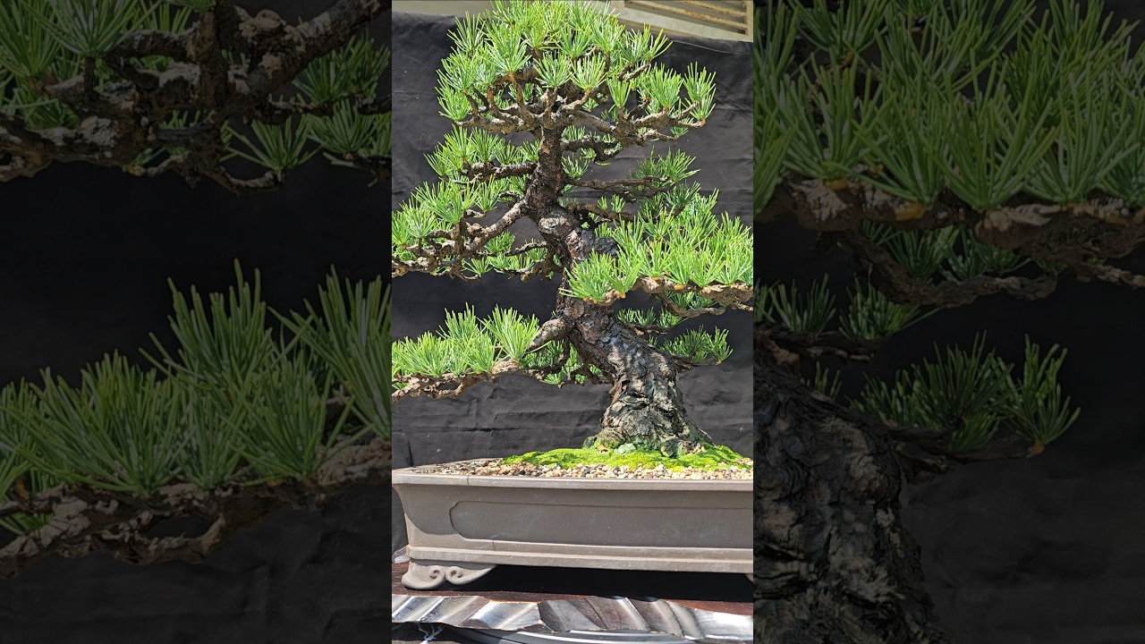 ✨🌱 Artficial black pine bonsai 🌱✨ #artificialbonsai #bonsai #greenlove #greenlove #bonsaitree