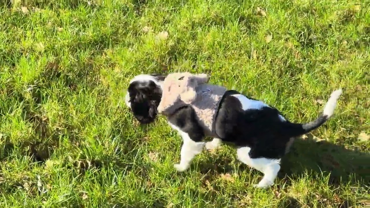 Curious Cavalier Puppy Discovers the World 🐶