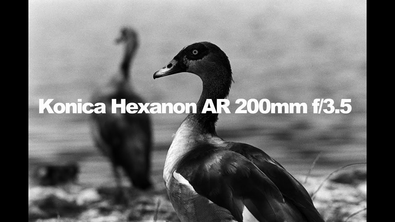 Konica's Best Duck Lens, the Hexanon AR 200mm f/3.5