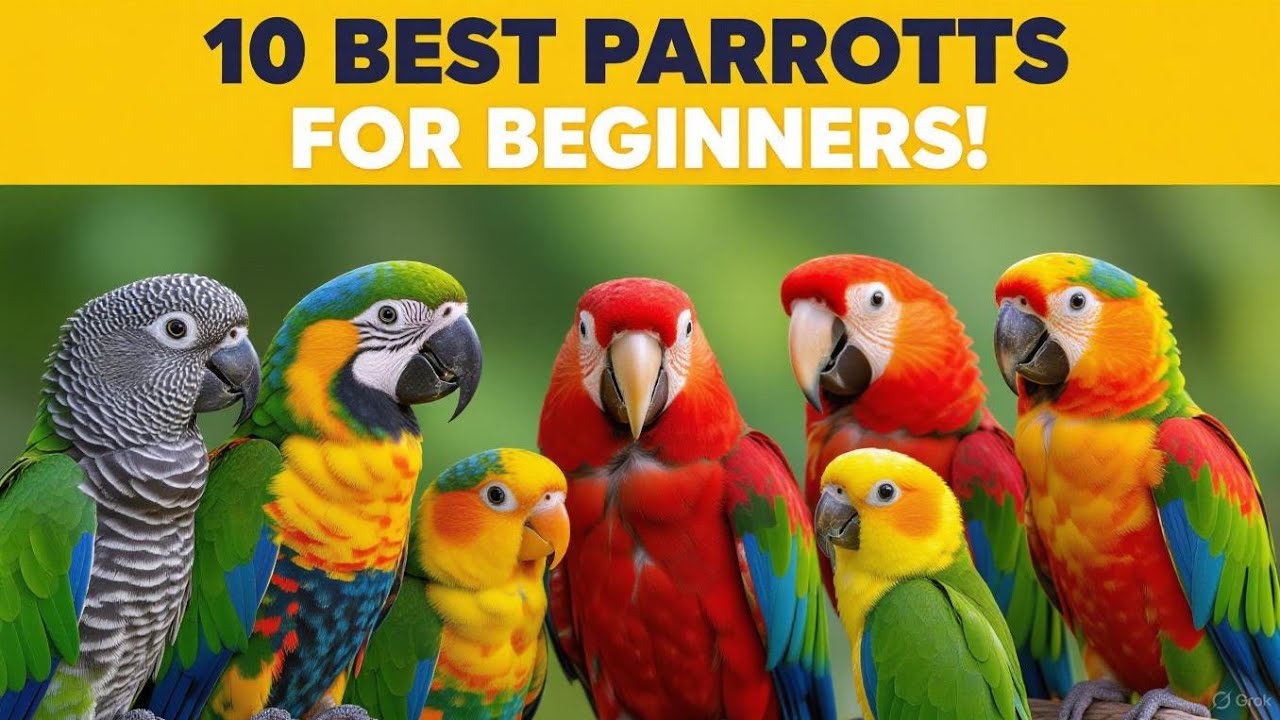Top 10 Best Parrots for Beginners | Easy Pet Birds