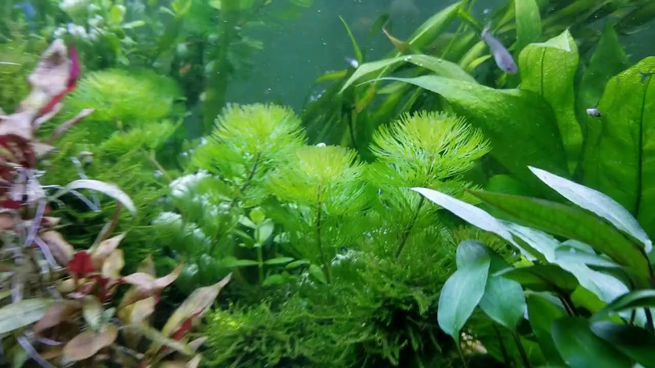 Planted 20 gallon aquarium build!