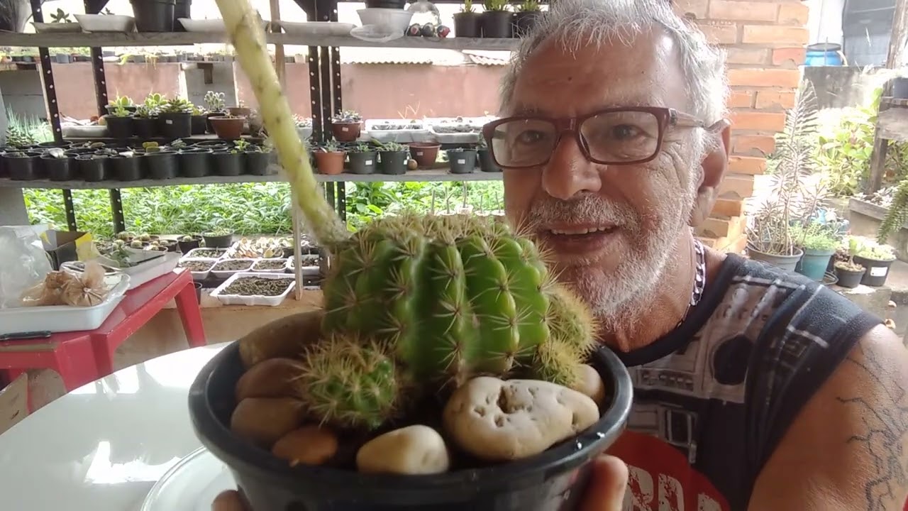 CACTO BOLA COM FLOR   video 288