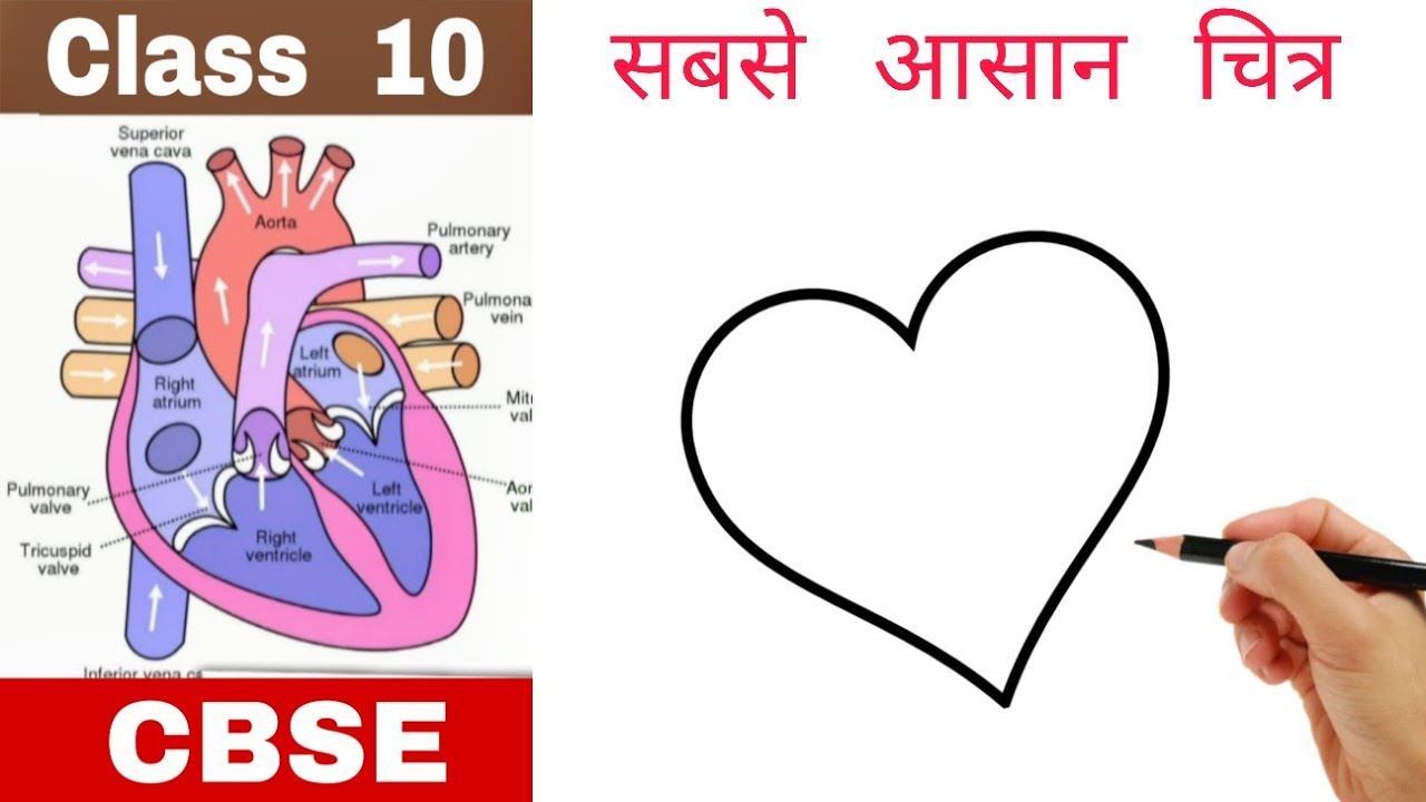 Heart symbol turns into Human Heart Diagram drawing class 10 CBSE #cbse #class10