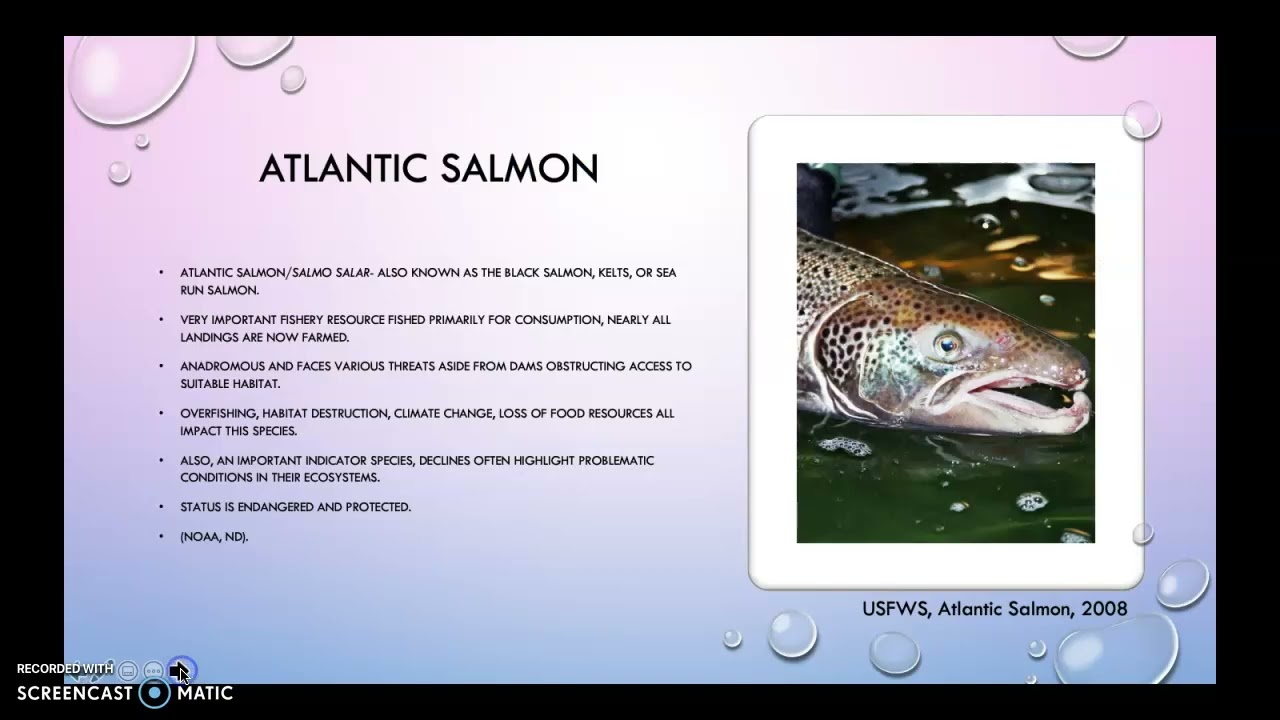 Anadromous Fish of the North Atlantic