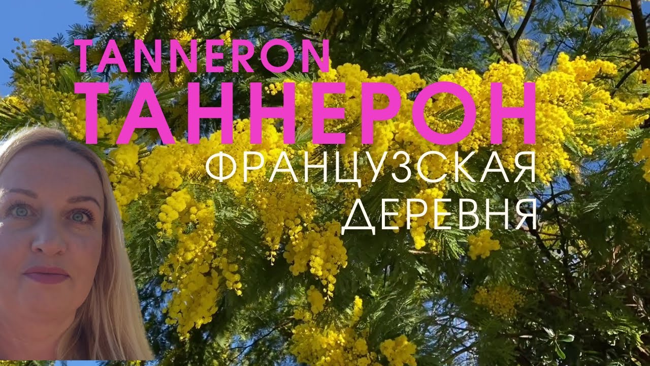 Таннерон. Французская деревня. Мимозовый лес. Мимоза это не то, что вы думаете! Жизнь во Франции