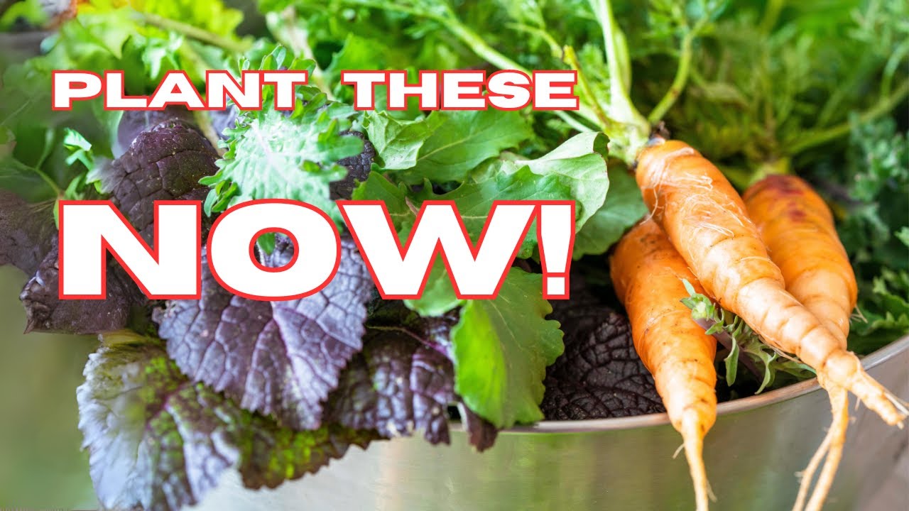 Top 10 Hardy Plants for Your Garden During the Fall and Winter Seasons!