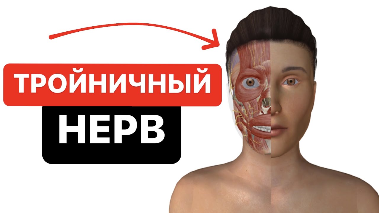 Как выглядит и где располагается тройничный нерв на черепе человека? Понятная анатомия 3D