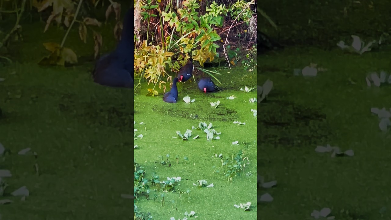 Territory defense battle, two against one #bird #nature #moorhen #floridawildlife