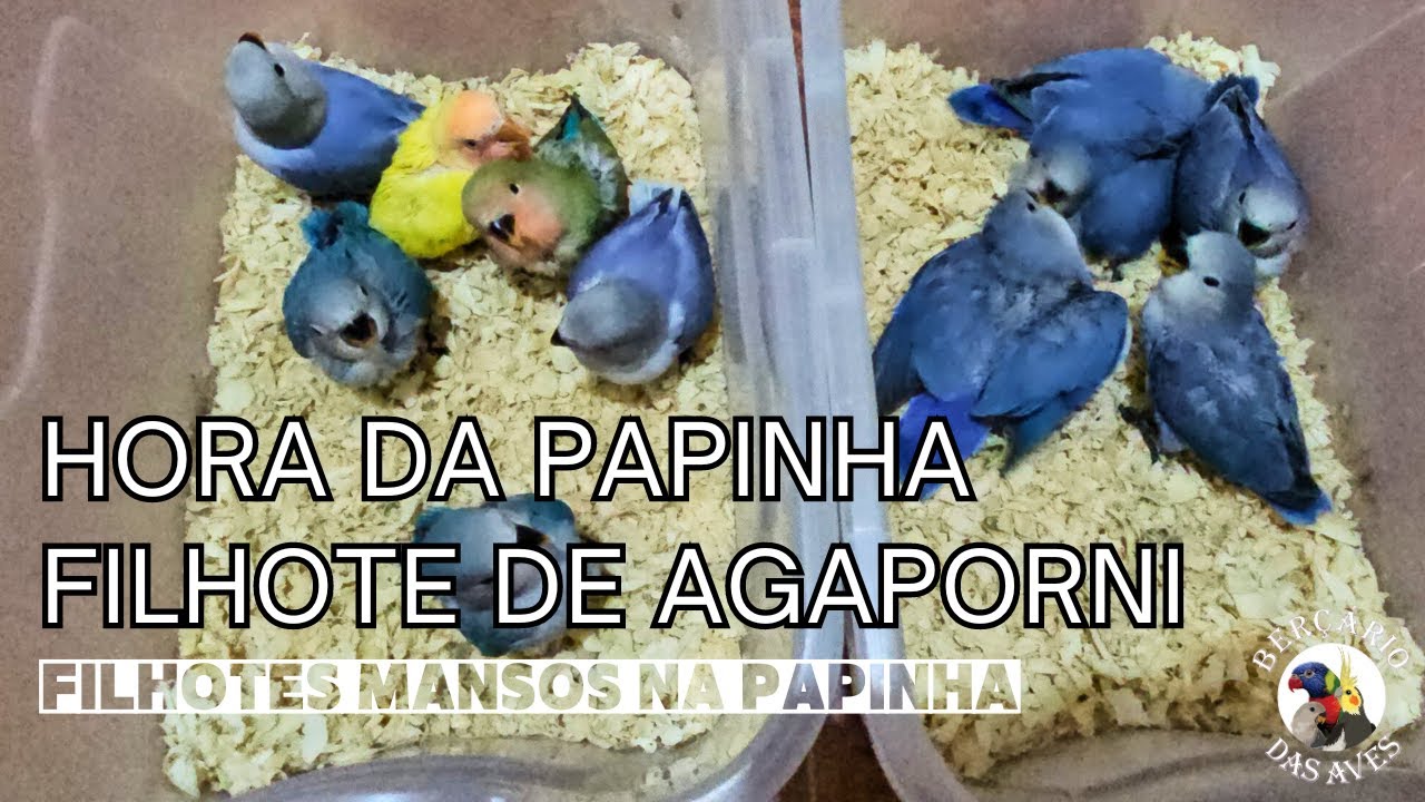 Dando Papinha Para os Filhotes de Agapornis Roseicollis