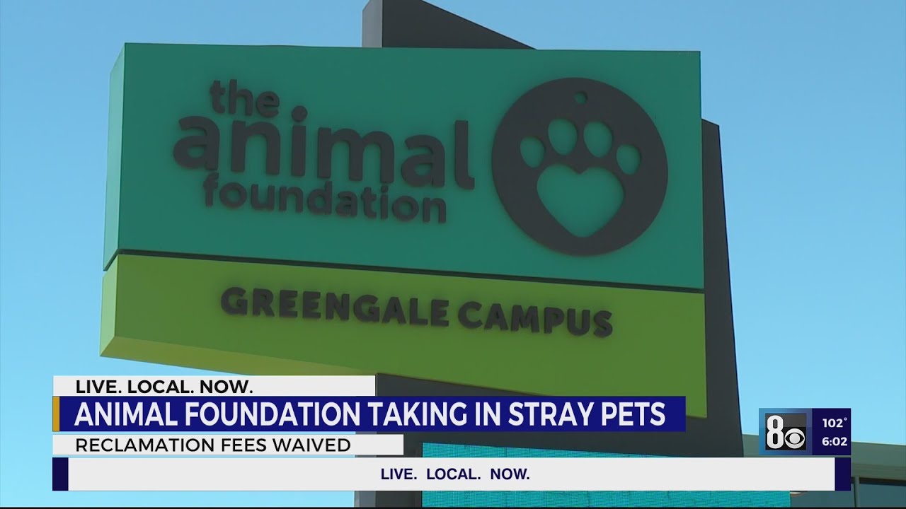 Animal Foundation takes in stray pets found after 4th of July; reclamation fees temporarily waived