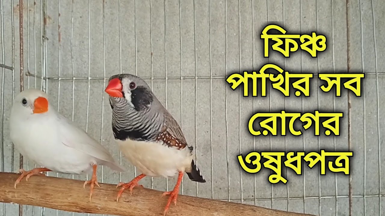 ফিঞ্চ পাখির রোগবালাই ও ঔষধ পত্র ঠান্ডার ওষুধ, পেটখারাপ এর ওষুধ ডায়রিয়ার ওষুধ দূর্বলতার ওষুধ
