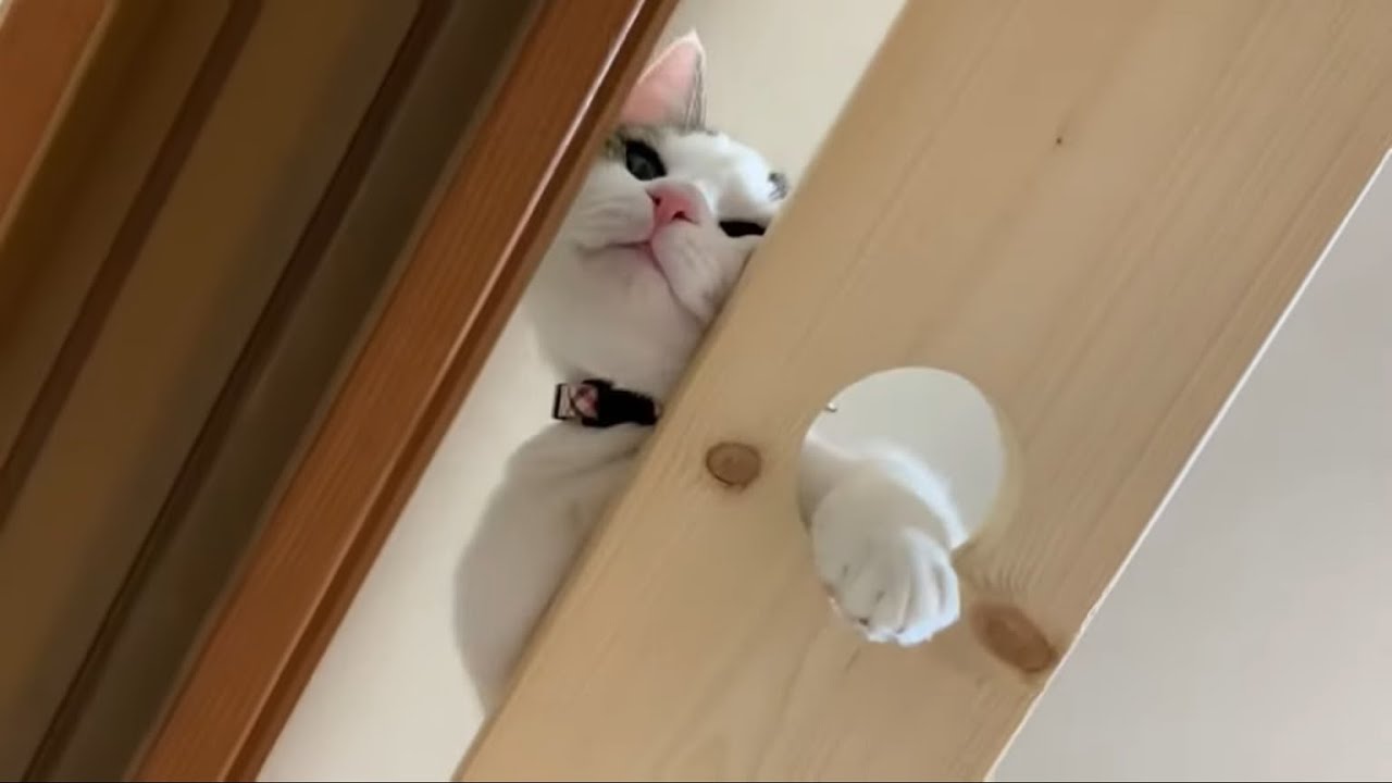 降りられないと訴える猫の鳴き声がかわいい