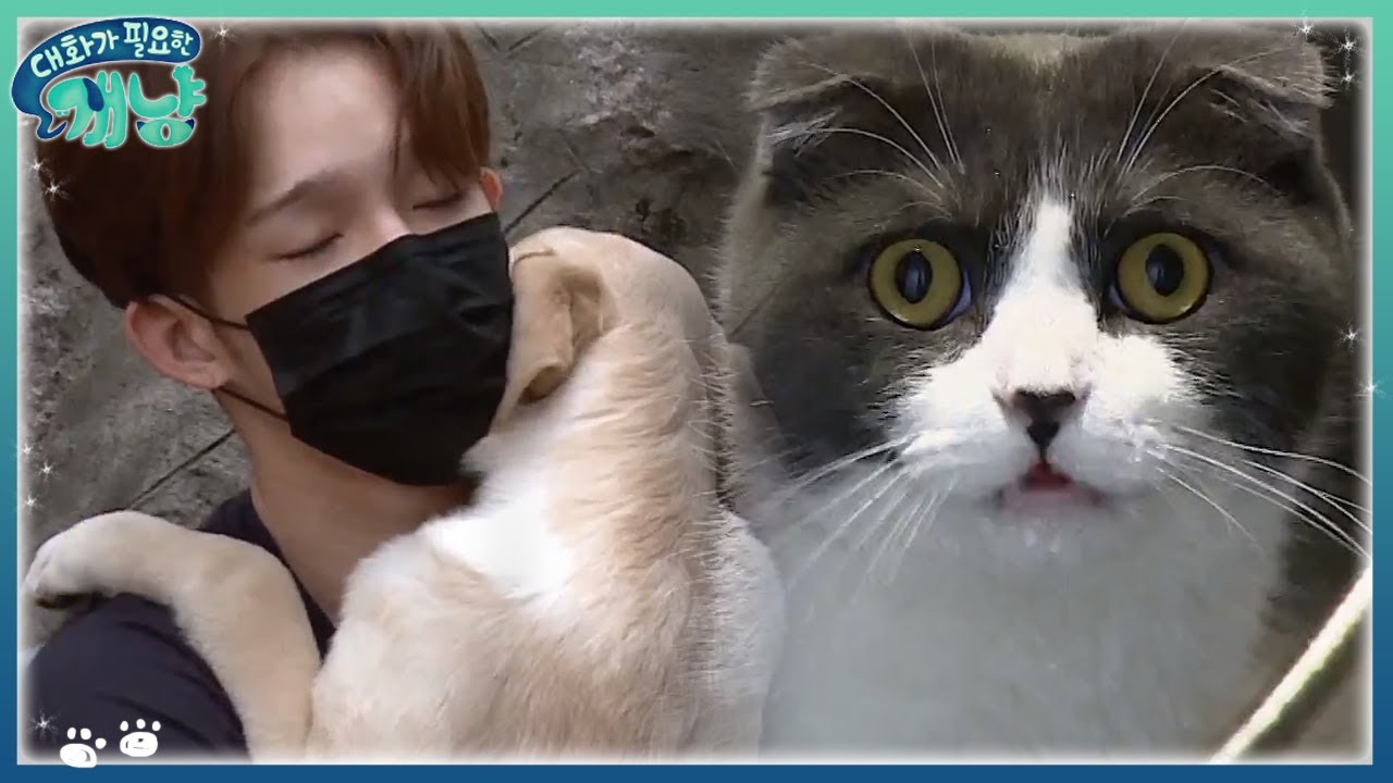 남태현의 아침을 여는 반려견의 모닝똥 그리고 세계최초(?) 물 좋아하는 고양이들 | #대화가필요한개냥 EP11 #01