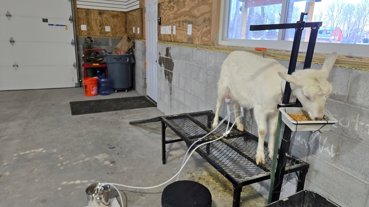 How i feed our central asian shepherd  puppies 