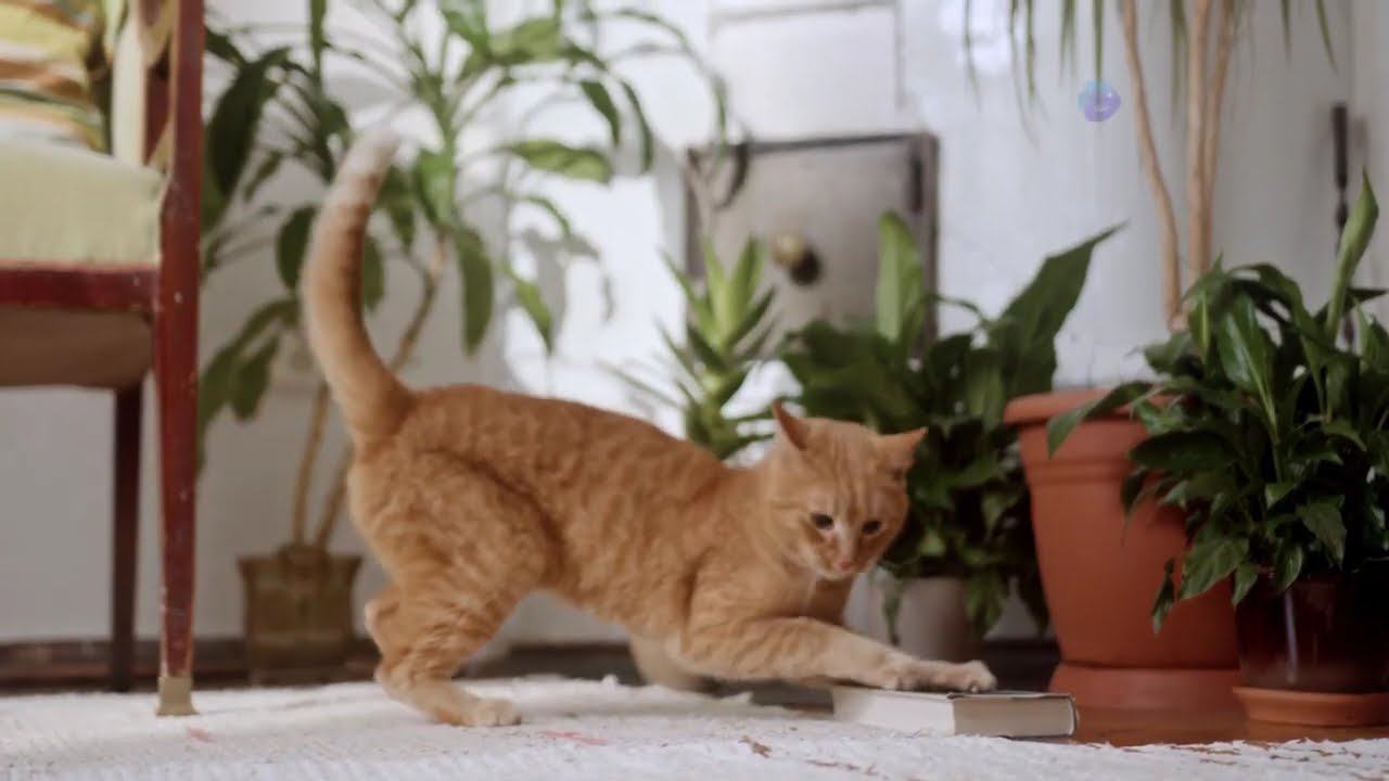 AS 10 MELHORES PLANTAS PARA DENTRO DE SUA CASA