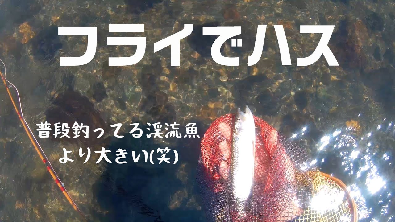 フライでハスを釣って来ました。