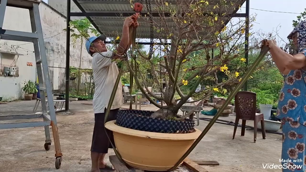 CÂY MAI LÊN XE ĐI SÀI GÒN 