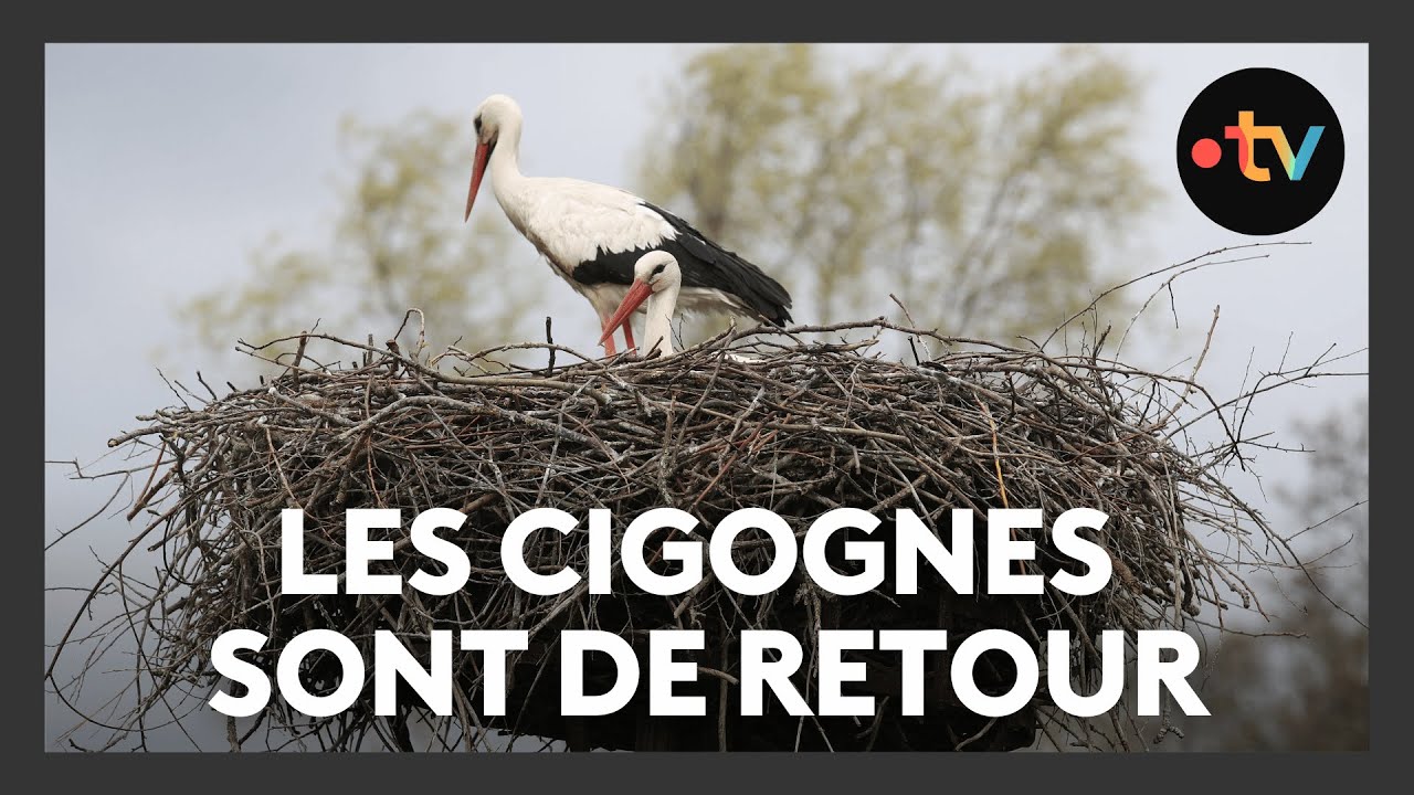 Les cigognes sont de retour
