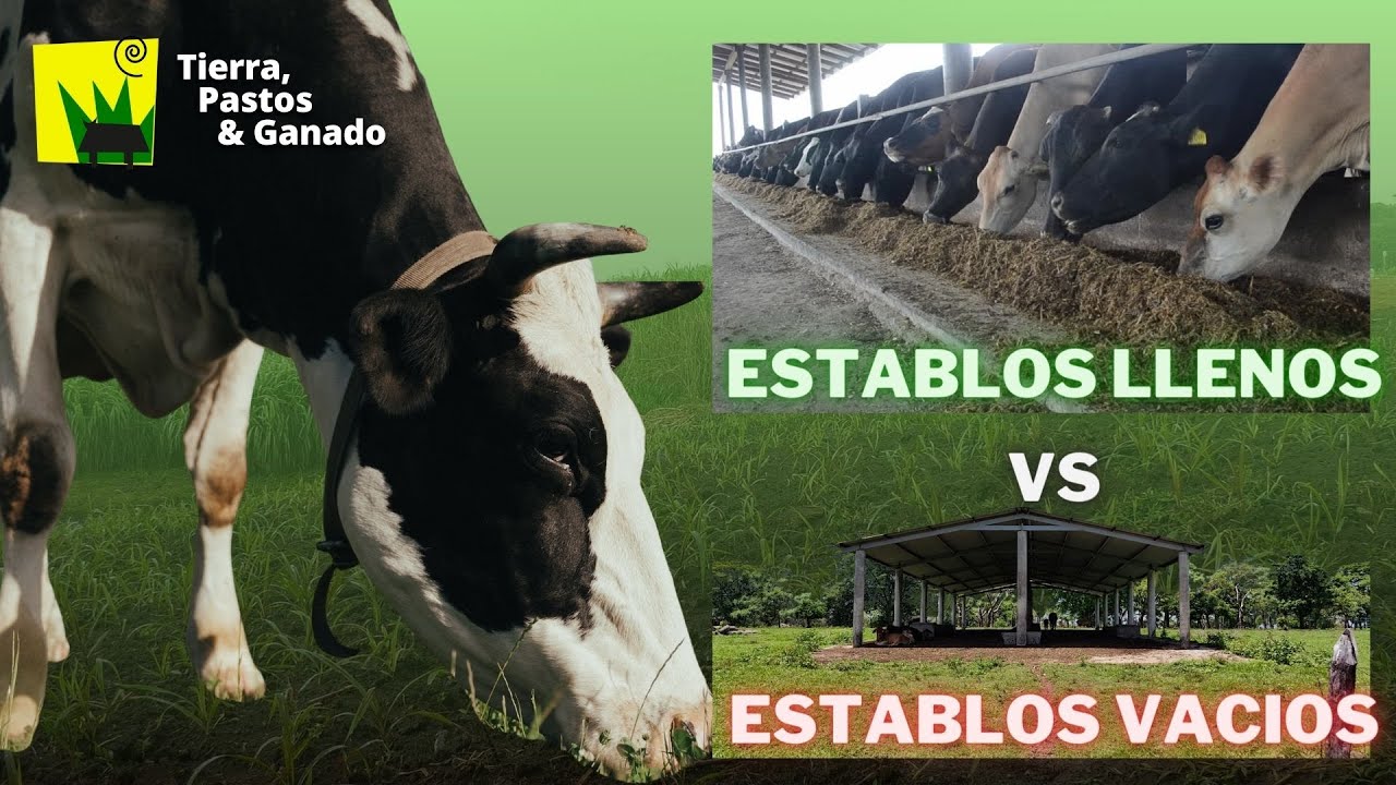 Establos Abandonados para 120 VACAS!
