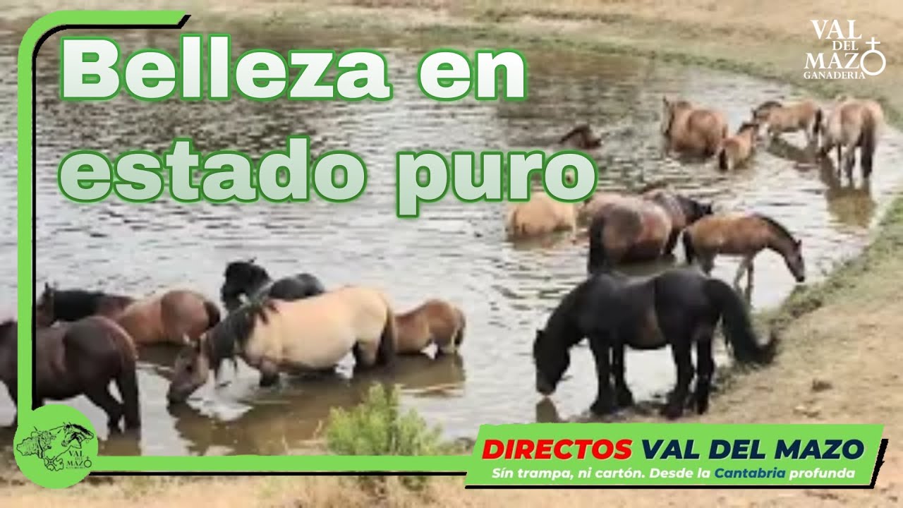 🔴 IMPRESIONANTE estampida de yeguas 🐎
