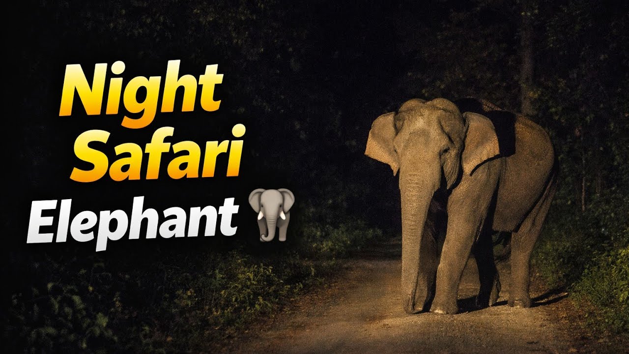 Night Safari at Gorumara National Park | Elephant 🐘 Spotted by Own Car | Dooars Jungle Night