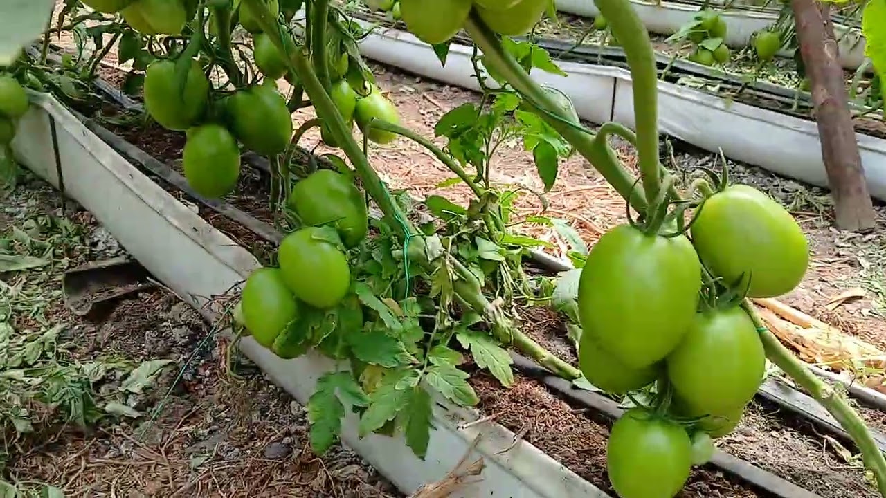 Fosfito de potasio en agricultura