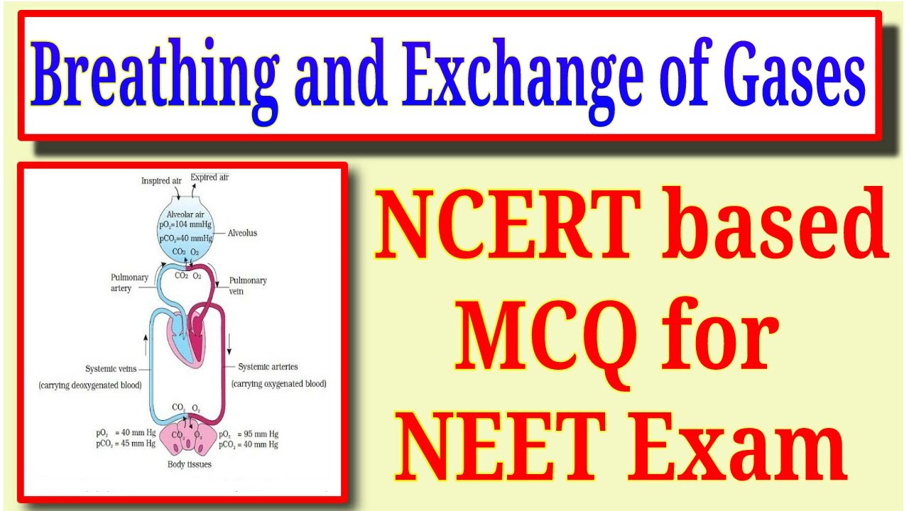 Breathing and exchange of gases class 11 ncert mcq for neet exam