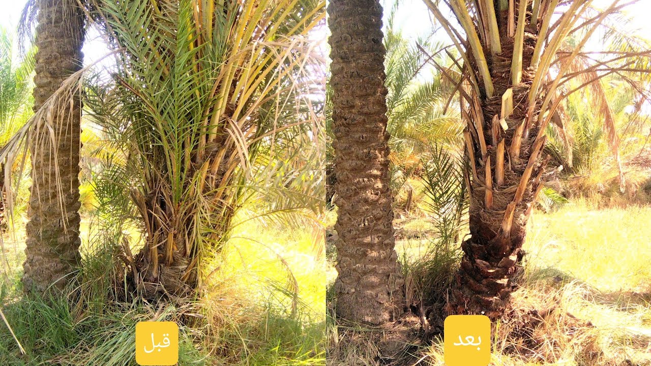 تنضيف النخيل 🌴 وقلع الرواكيب