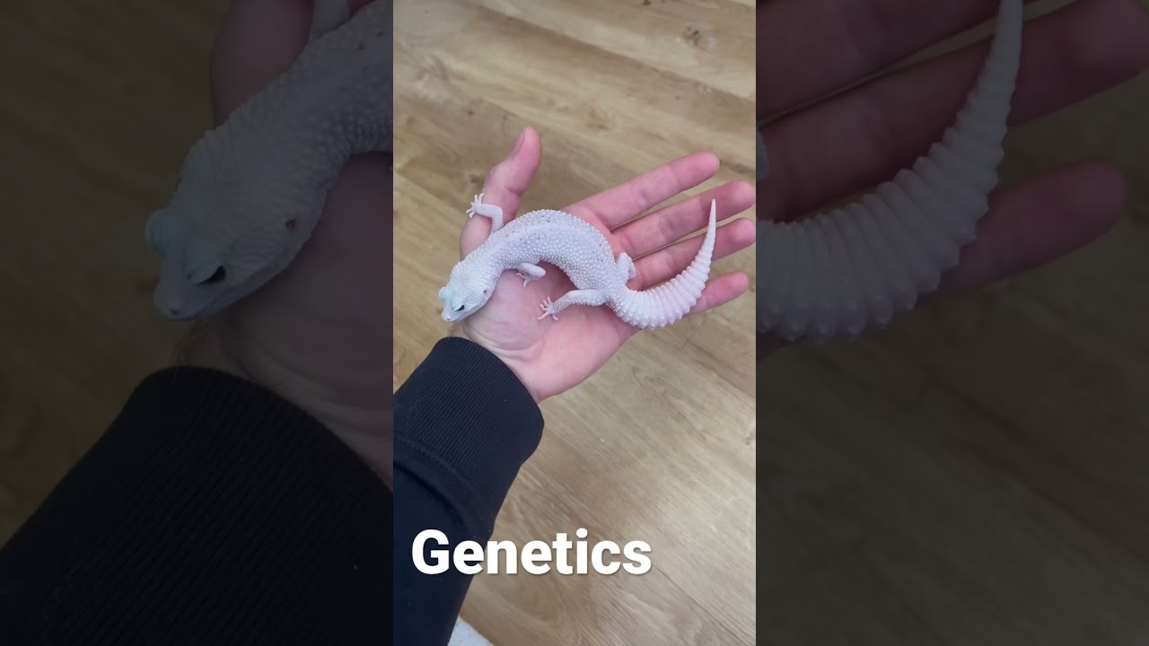 Genetics 🧬 
