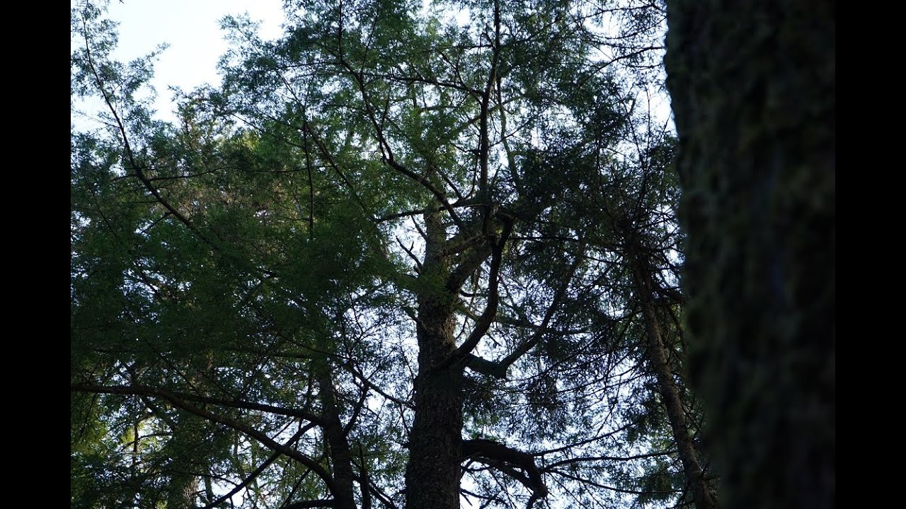 532-year-old N.S. hemlock claims record for oldest tree in the Maritimes