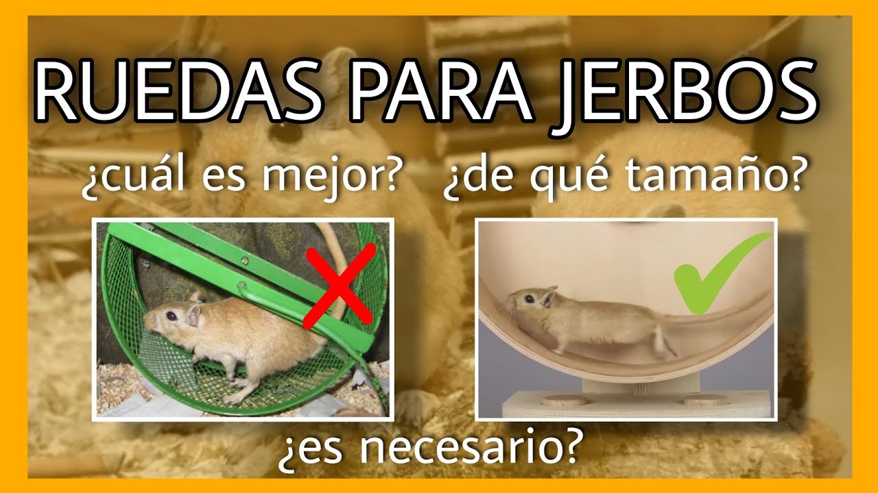 RUEDAS PARA JERBOS: porqué son TAN IMPORTANTES y es OBLIGATORIO tener una apta 😯