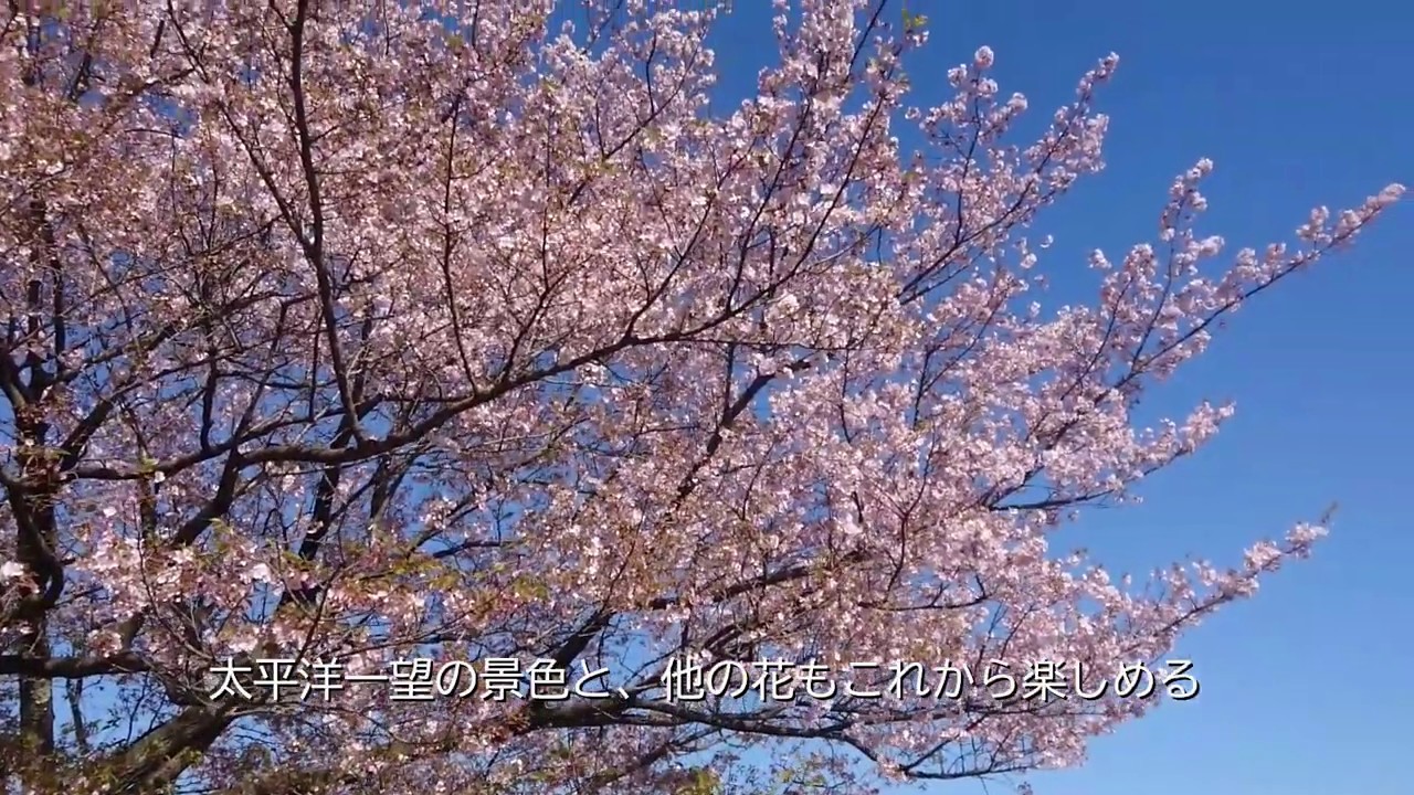 【高知新聞】圧巻　八京（南国市）の一本桜