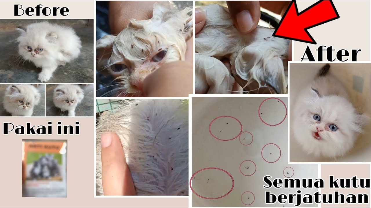 ANAK KUCING DISERANG RATUSAN KUTU. APA OBAT INI DAPAT MENGHILANGKAN SEMUA KUTUNYA? #PETTutorial1