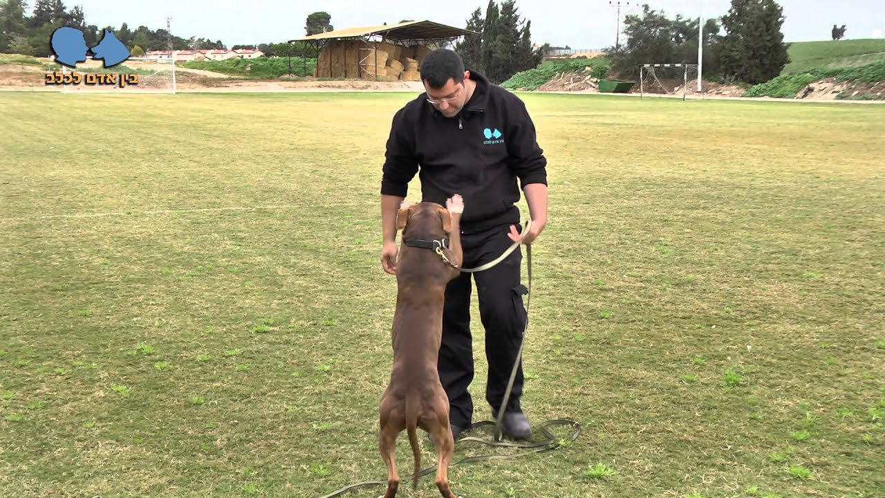 אילוף כלבים איך ללמד את הכלב שם חדש