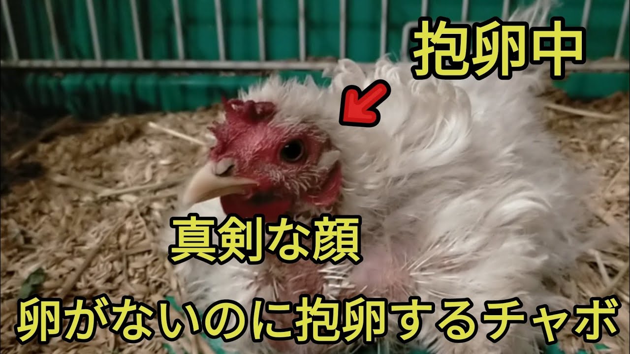 【激おこぷんぷん！？】卵がないのに抱卵を続ける逆毛チャボ！