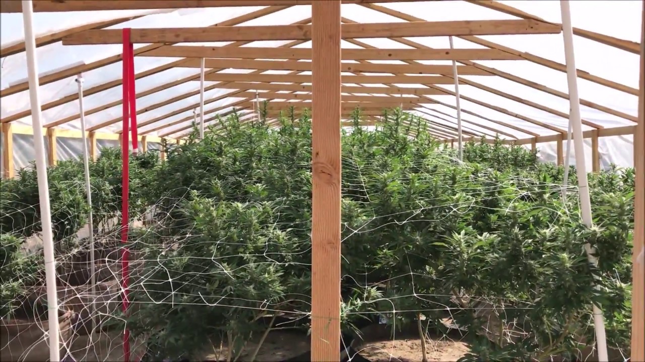 Greenhouse Grow Video 6 - Day 28 Flower
